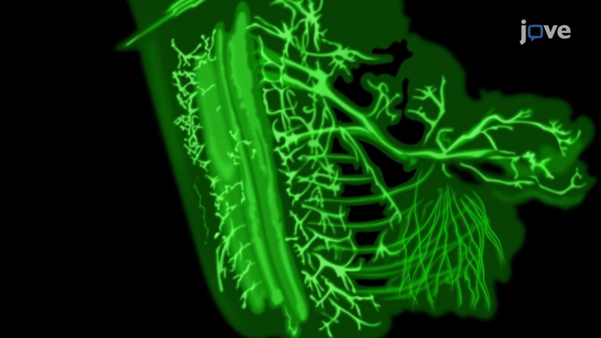 Visualizing Motor Neuron Projections and Axon Branching Using Light Sheet Fluorescence Microscopy
