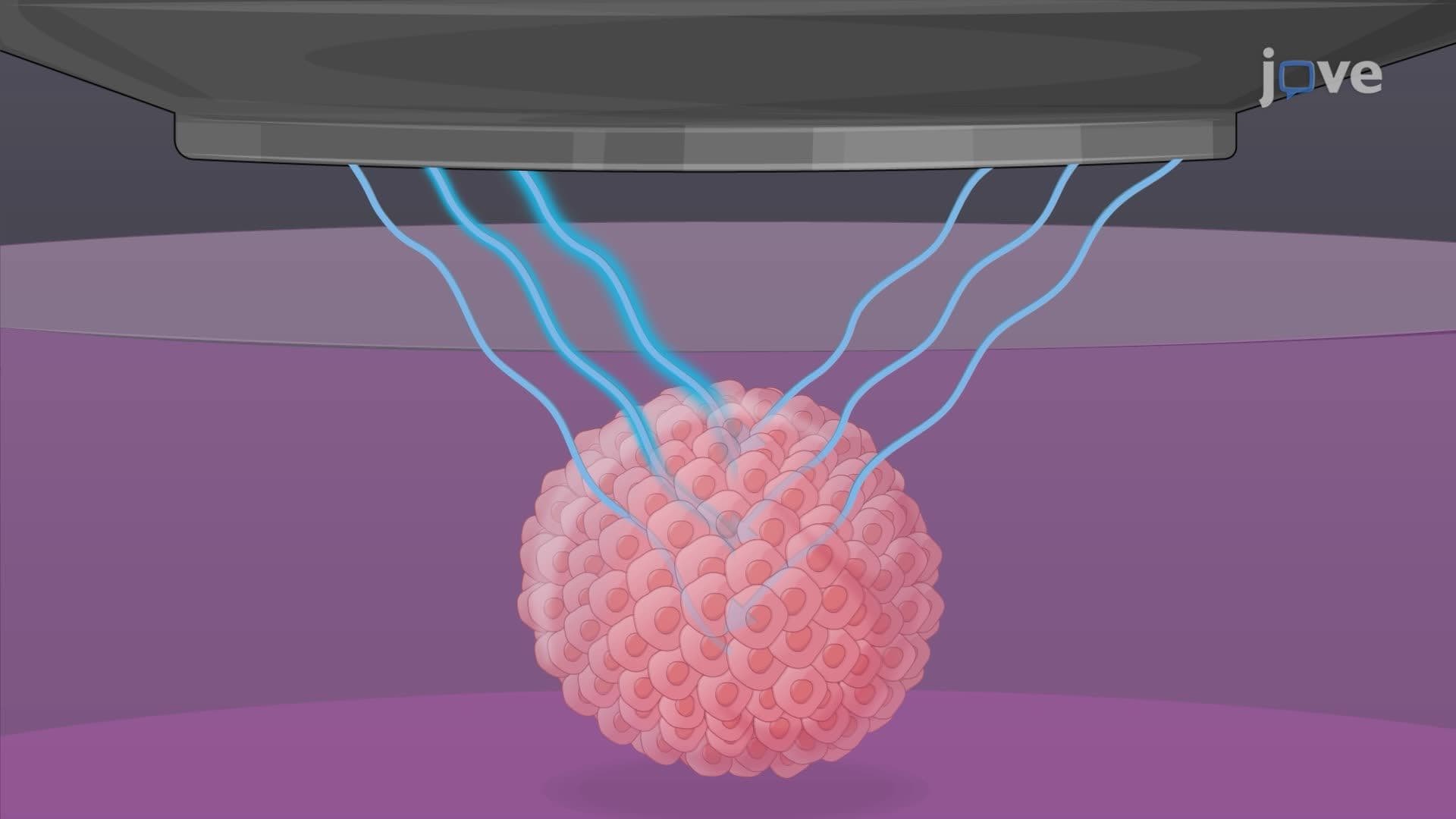 Morphological and Physiological Monitoring of Tumor Spheroids Using Optical Coherence Tomography