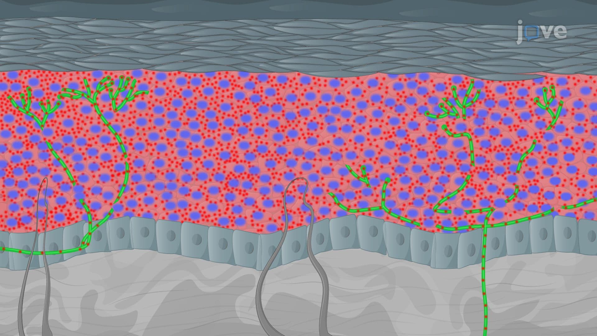 Visualization of Mitochondria within Intraepidermal Nerve Fibers