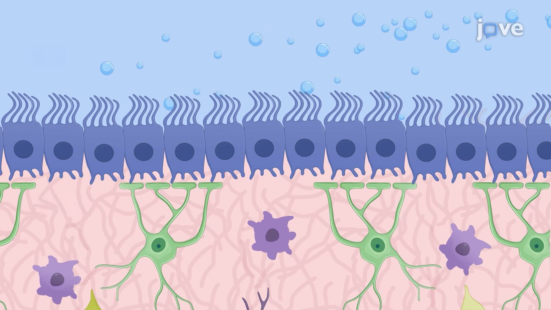 Live Imaging of Ependymal Cell Ciliary Activity in a Mouse Brain Section