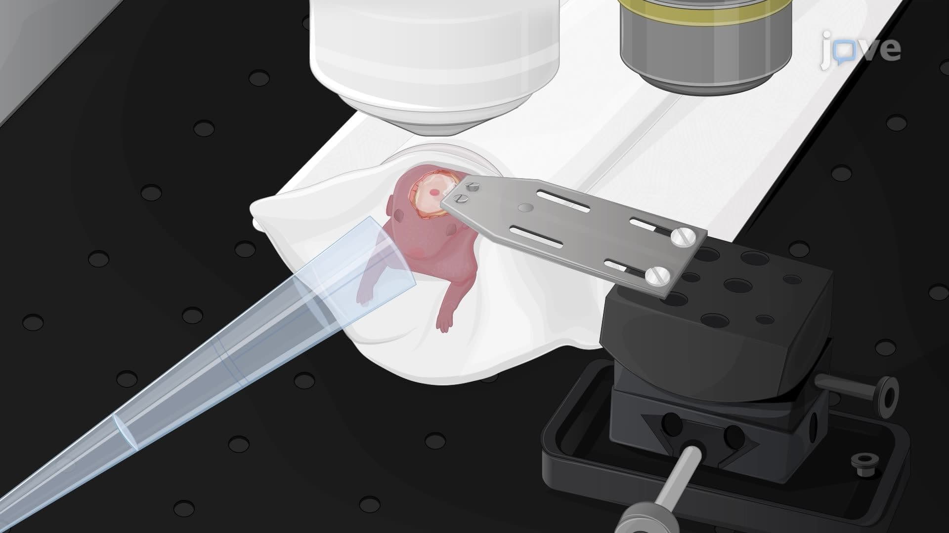 Two-Photon Microscopy for Imaging Neuronal Morphology in a Mouse Pup