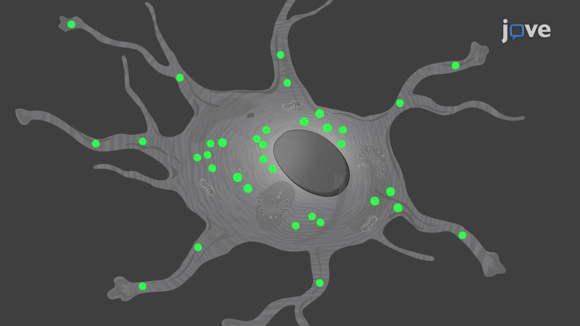 Visualizing Intracellular Transport of Cargo in Cultured Astrocytes