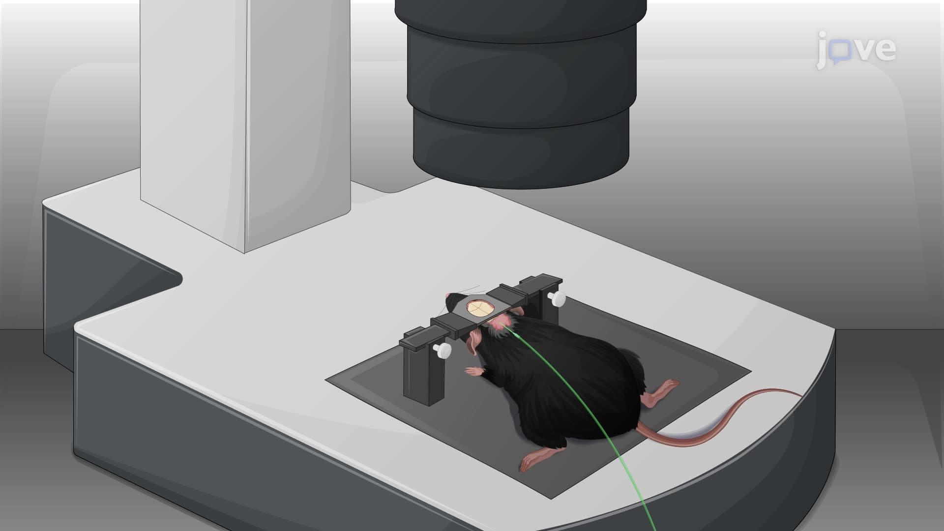 In Vivo Imaging of Cerebrospinal Fluid Transport in a Mouse Brain Using Fluorescence Macroscopy