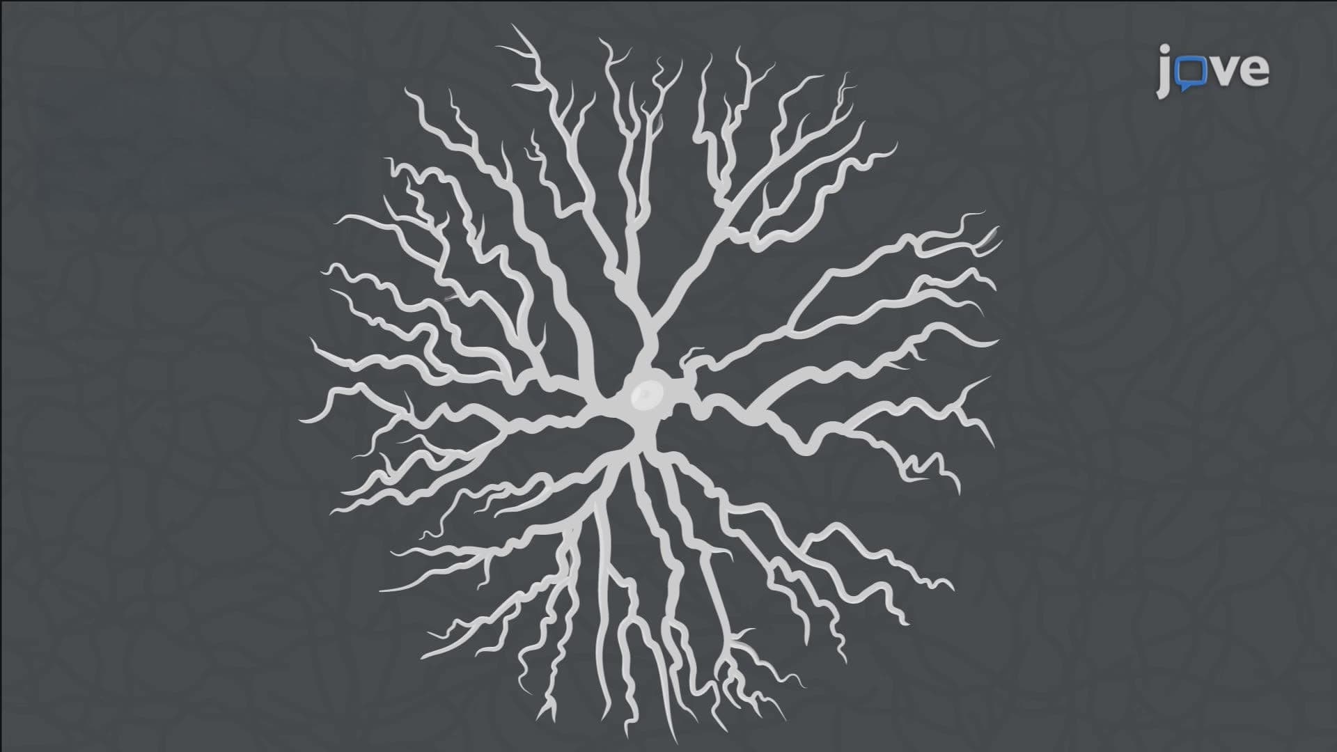 Time-Lapse Confocal Imaging of Neuronal Dendritic Dynamics in Mouse Retinal Explants