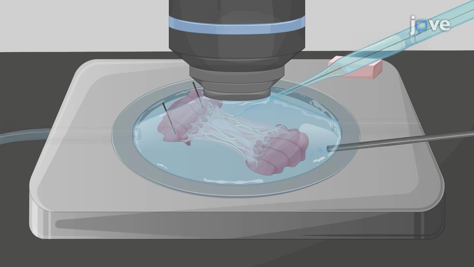 Imaging Fast Calcium Transients in Mouse Nerve Endings Using Confocal Microscopy