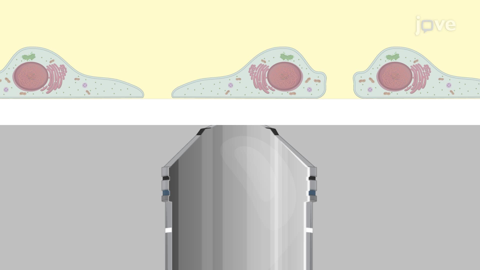 Cell Imaging Using Total Internal Reflection Fluorescence Microscopy