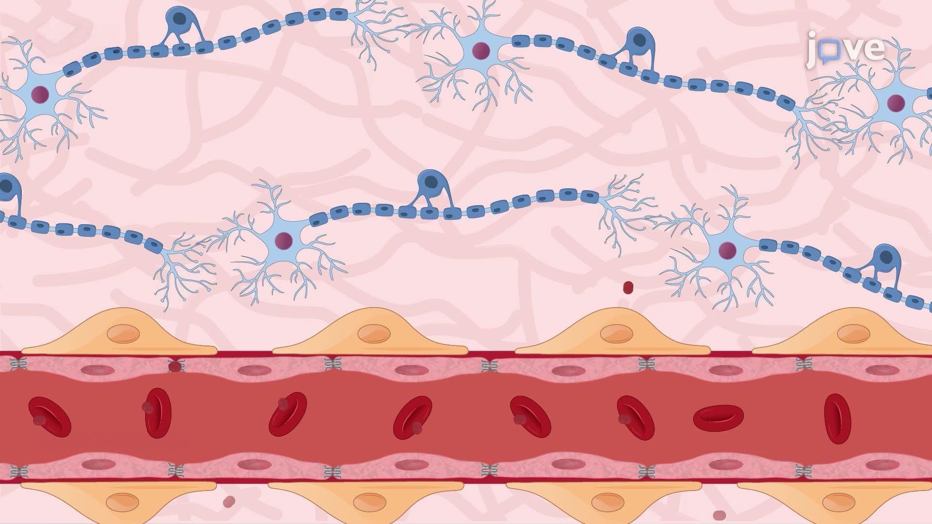 Neuronal Adaptation to Repetitive Hypoxic Preconditioning in Mice