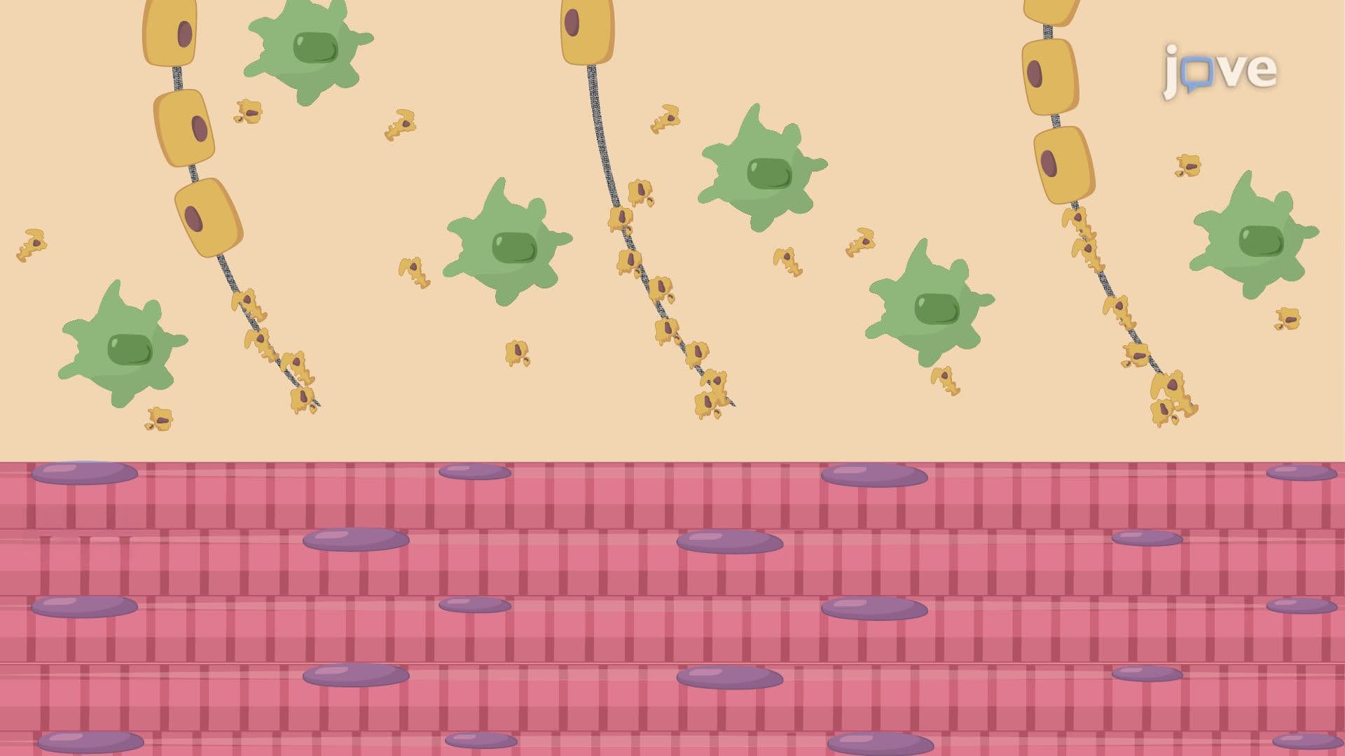 Inducing Fibular Nerve Injury in a Mouse to Study Neuromuscular Junction Regeneration
