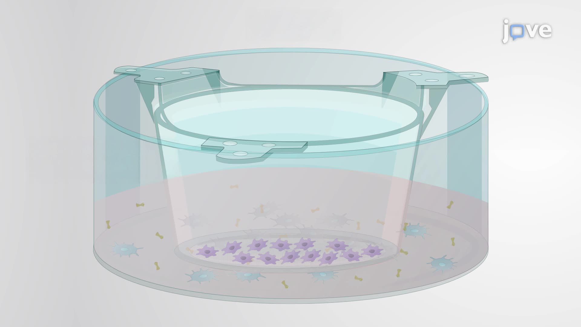 Synergistic Photobiomodulation with a Dual-Wavelength Laser in an In Vitro Disease Model