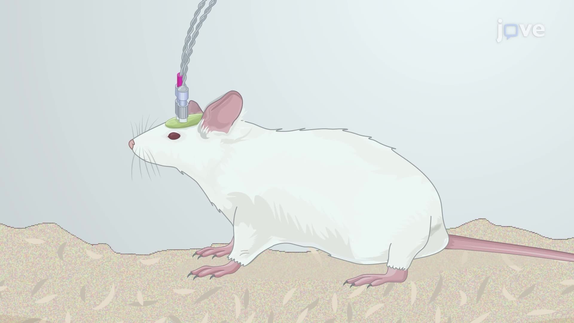 Assessing Metabolic Neuromodulation Induced by Acute Deep Brain Stimulation in Rats Using In Vivo FDG-PET