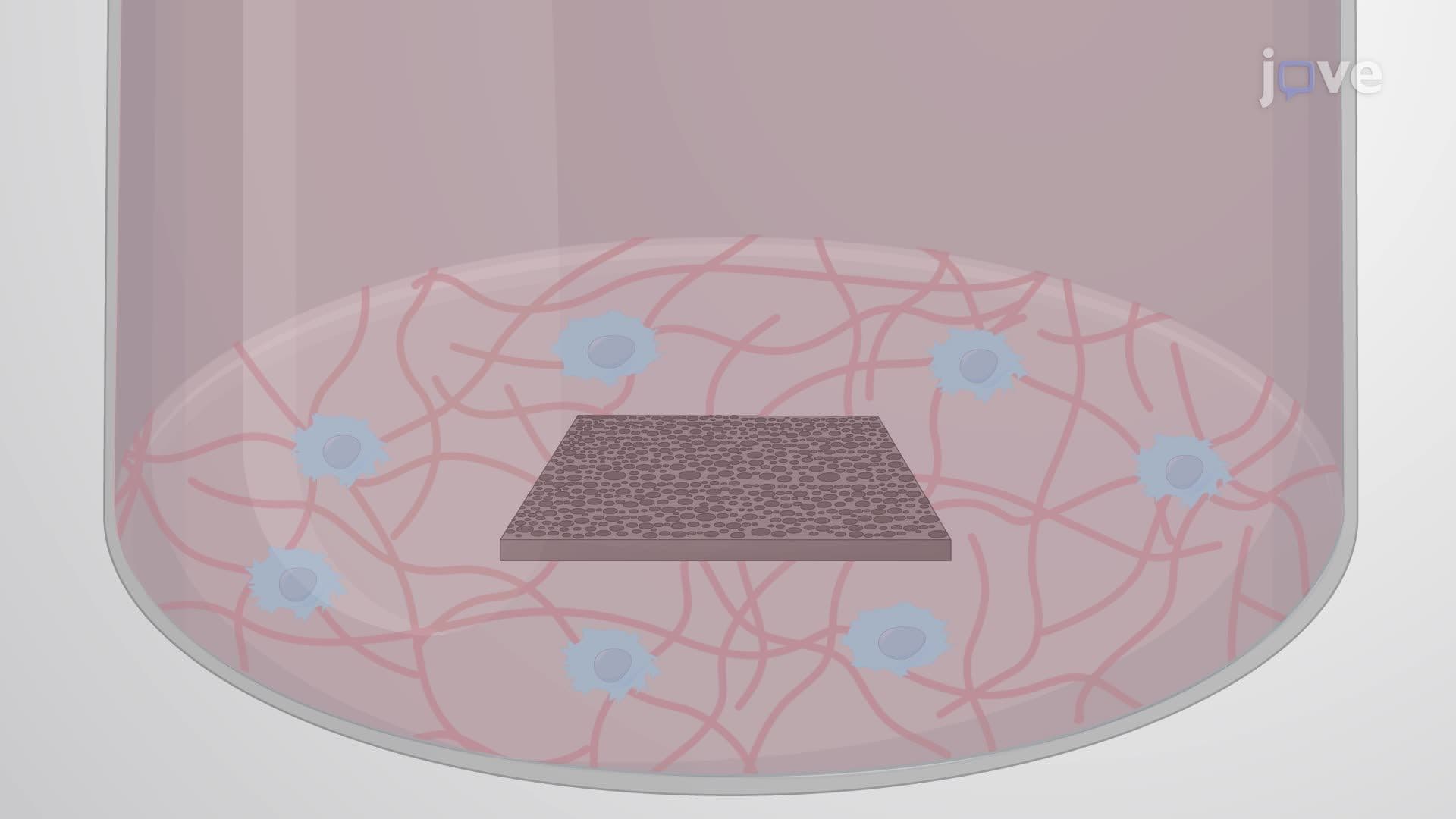 Sustained Delivery of Nerve Growth Factor Using a Porous Silicon Film in Rat Pheochromocytoma 12 Cells