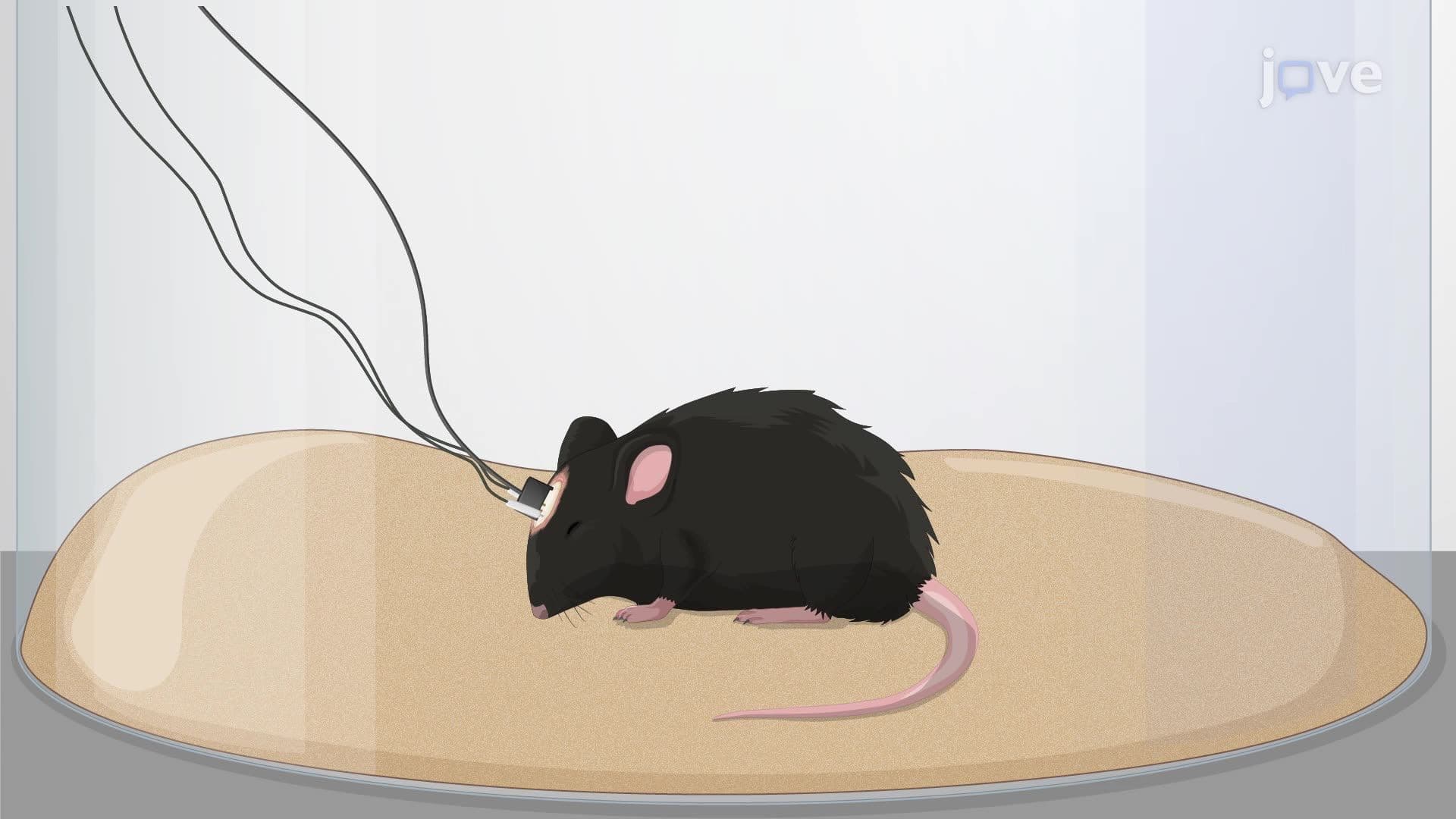 Optogenetic Manipulation of Neural Circuits for the Sleep-to-Wakefulness Transition in Mice