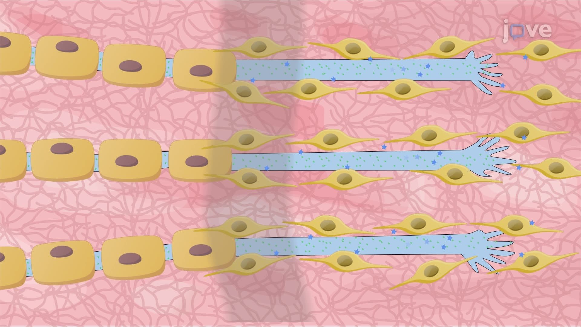 Axonal Regeneration in the Sciatic Nerve of a Mouse Following a Crush Injury