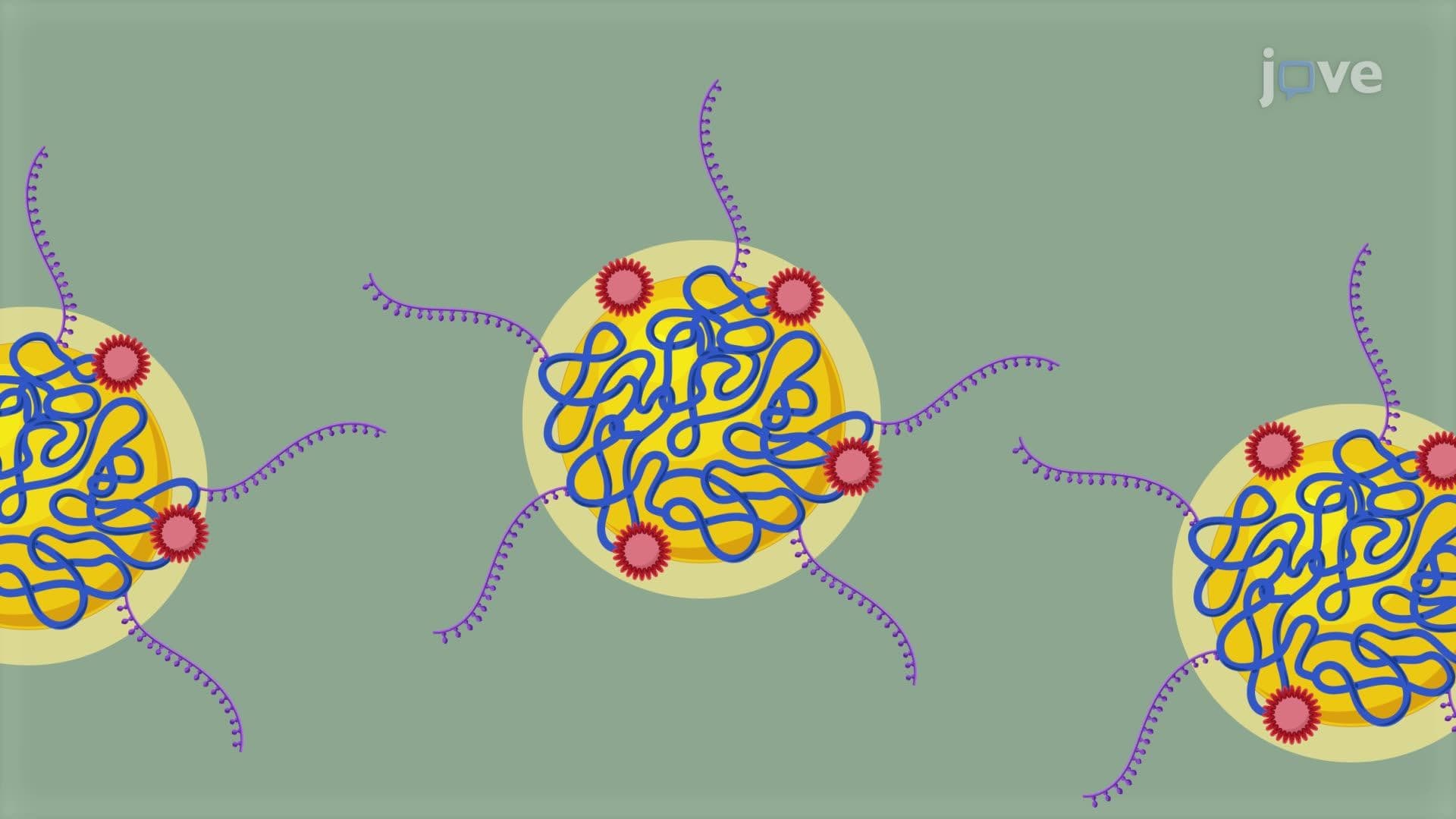 Intravenous Administration of Therapeutic Nanoparticles in a Murine Glioblastoma Model