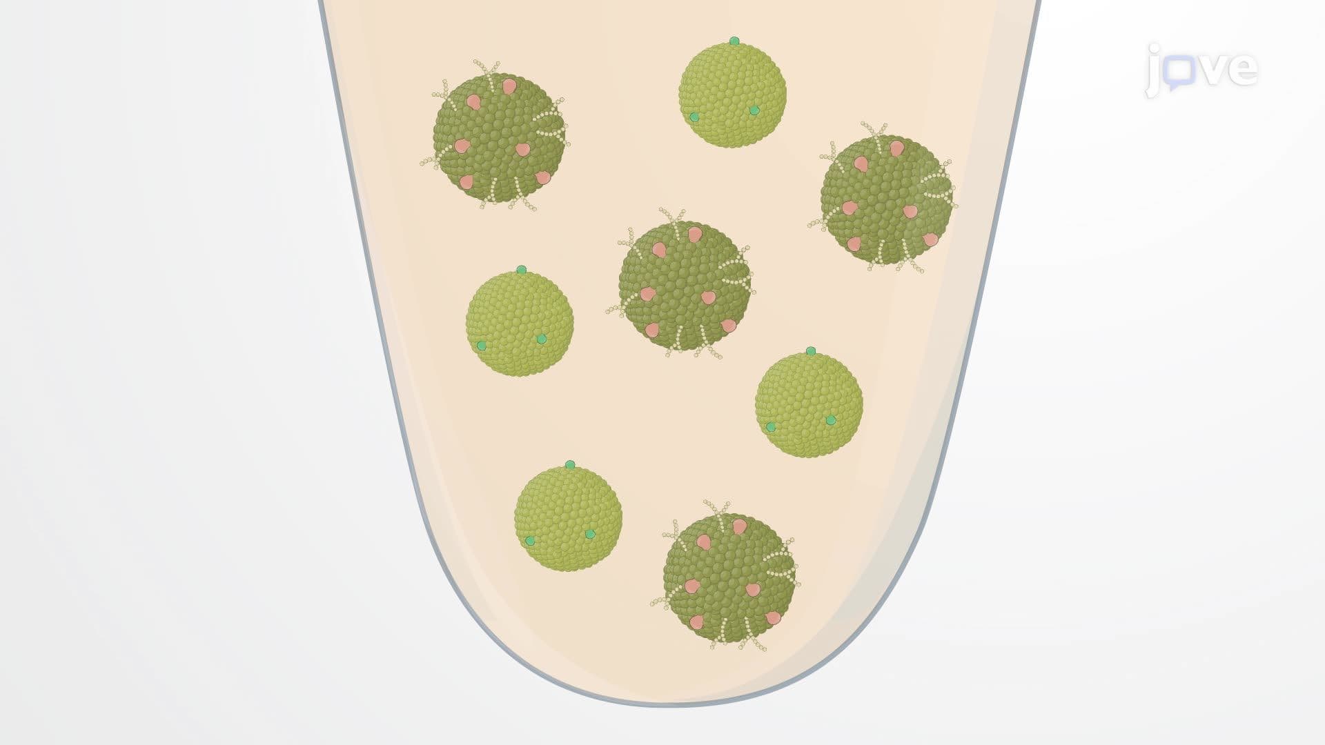 Separation of Inner and Outer Membrane Fractions of Gram-Negative Bacteria