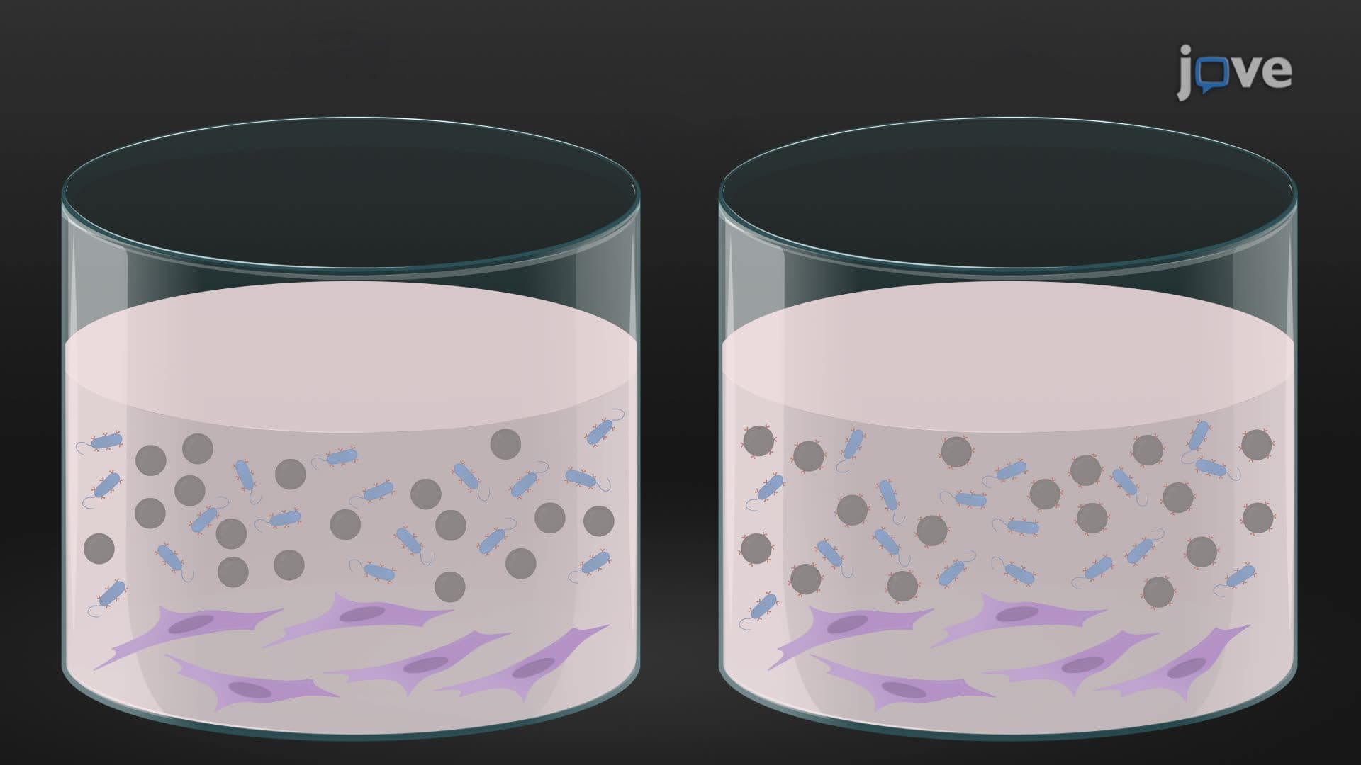 Assessing Bacteria-Host Cell Interactions Using Biomimetic Beads