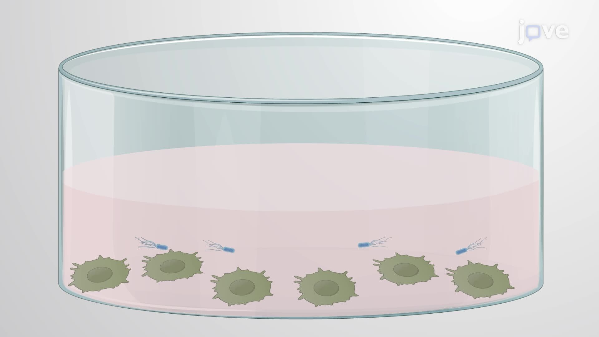 Assaying Legionella pneumophila Replication in Macrophages Pretreated with Outer Membrane Vesicles