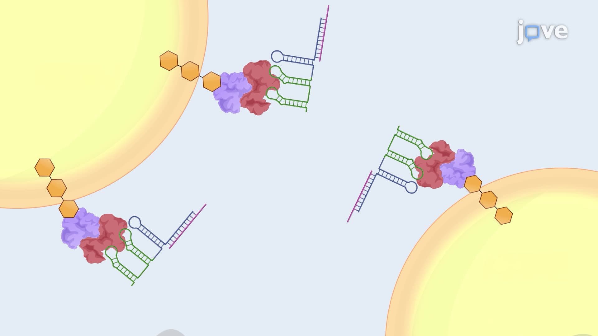 Isolation of Small Regulatory RNA–Bound Bacterial Target RNA Using Affinity Purification