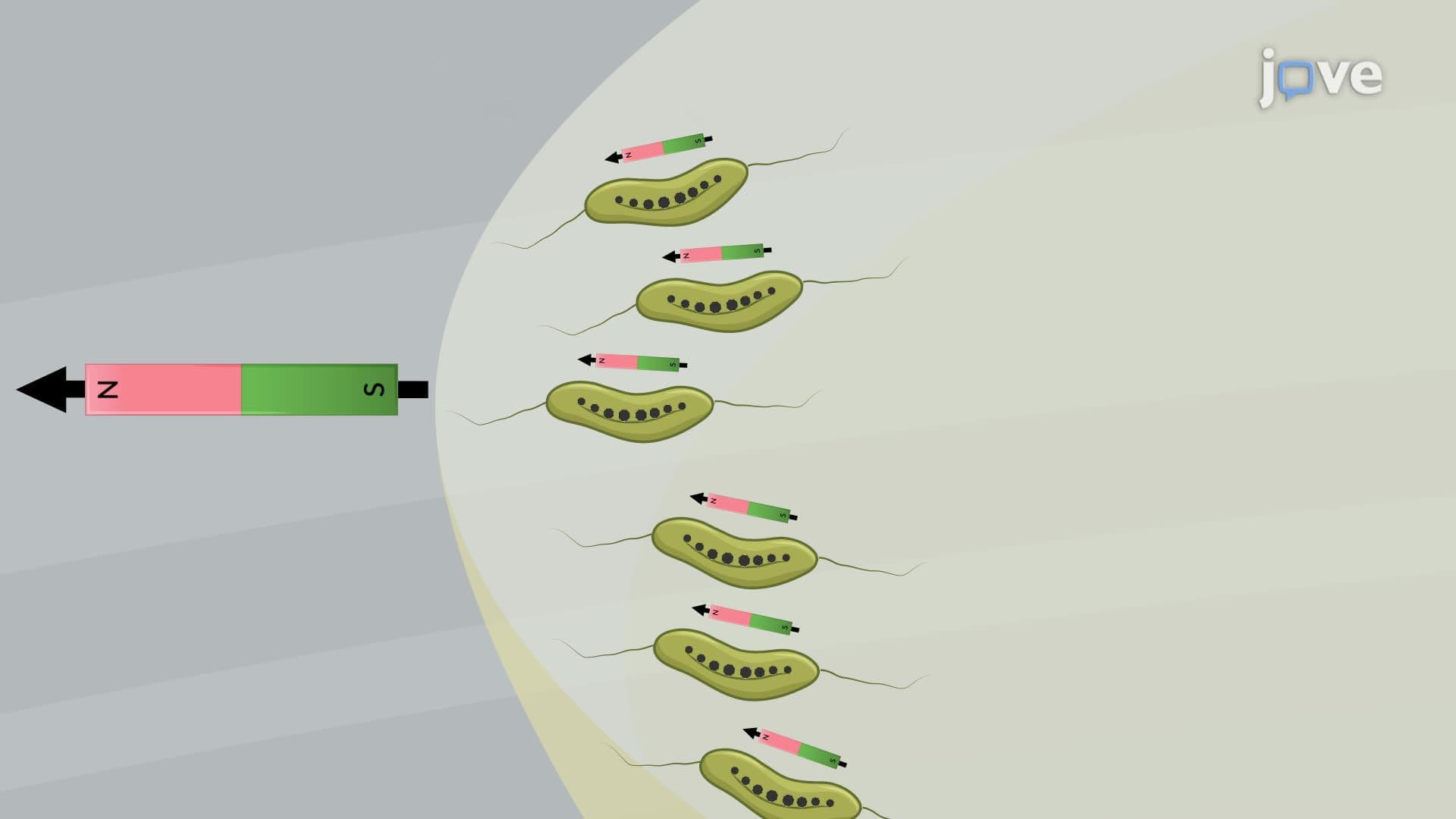 Growing Magnetospirillum Bacteria and Assessing Their Magnetotactic Behavior