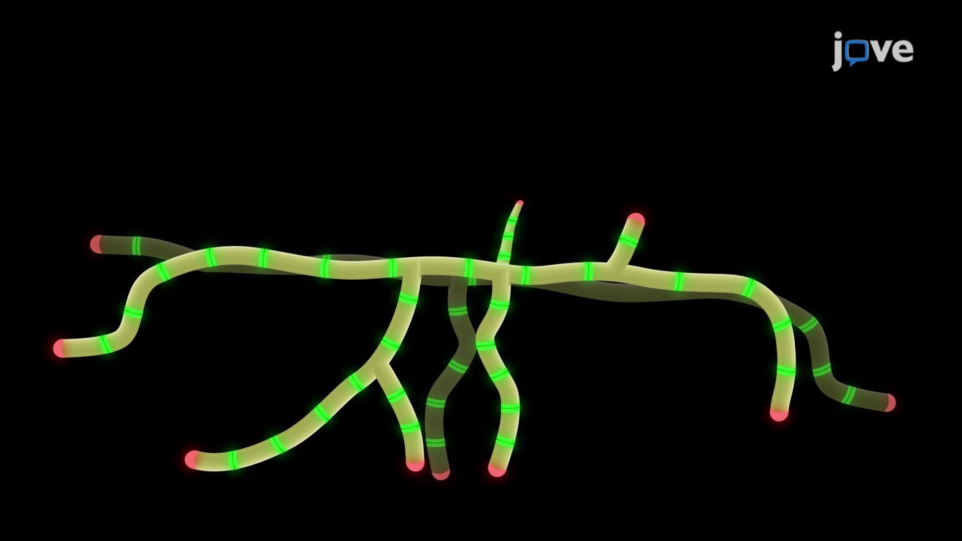 Fluorescence Time-Lapse Imaging of the Streptomyces venezuelae Life Cycle