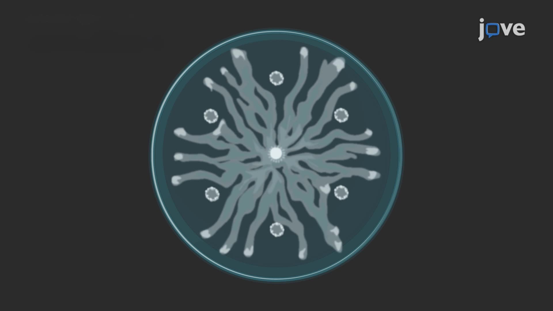 Swarming Behavior of Pseudomonas aeruginosa Under Antibiotic Stress