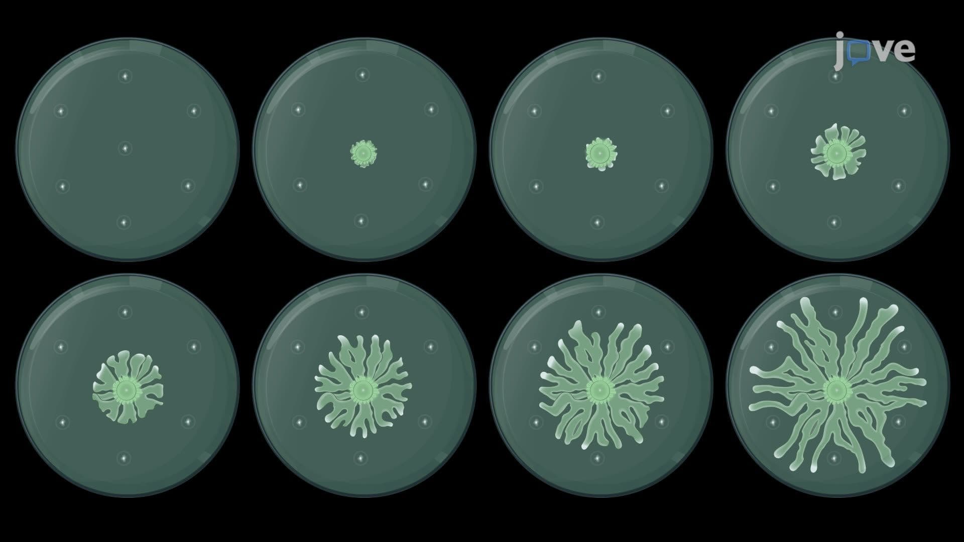 Imaging and Quantifying Swarm Avoidance Responses to Antibiotic Stress in Pseudomonas aeruginosa