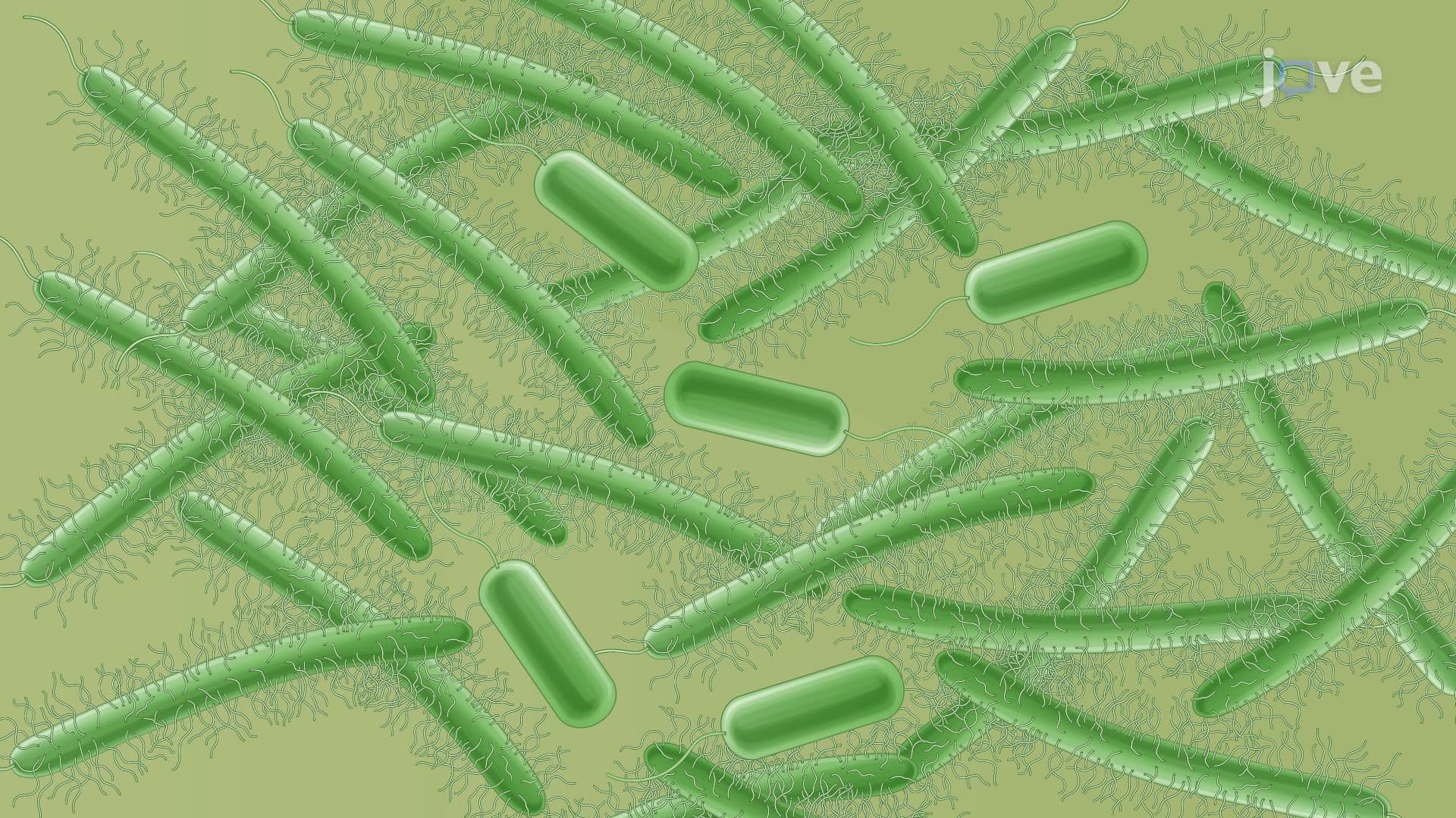 Induction of Differentiation of Vibrio parahaemolyticus into Swarmer Cells