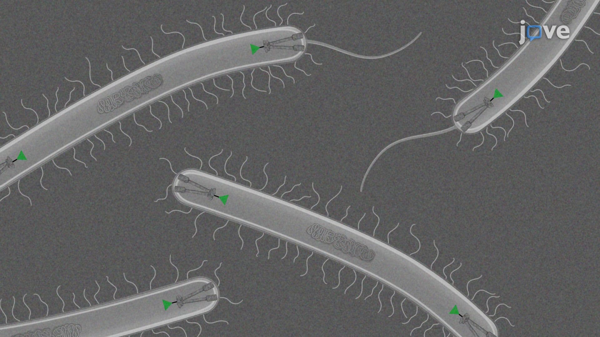 Preparation of Vibrio parahaemolyticus Swarmer Cells for Imaging