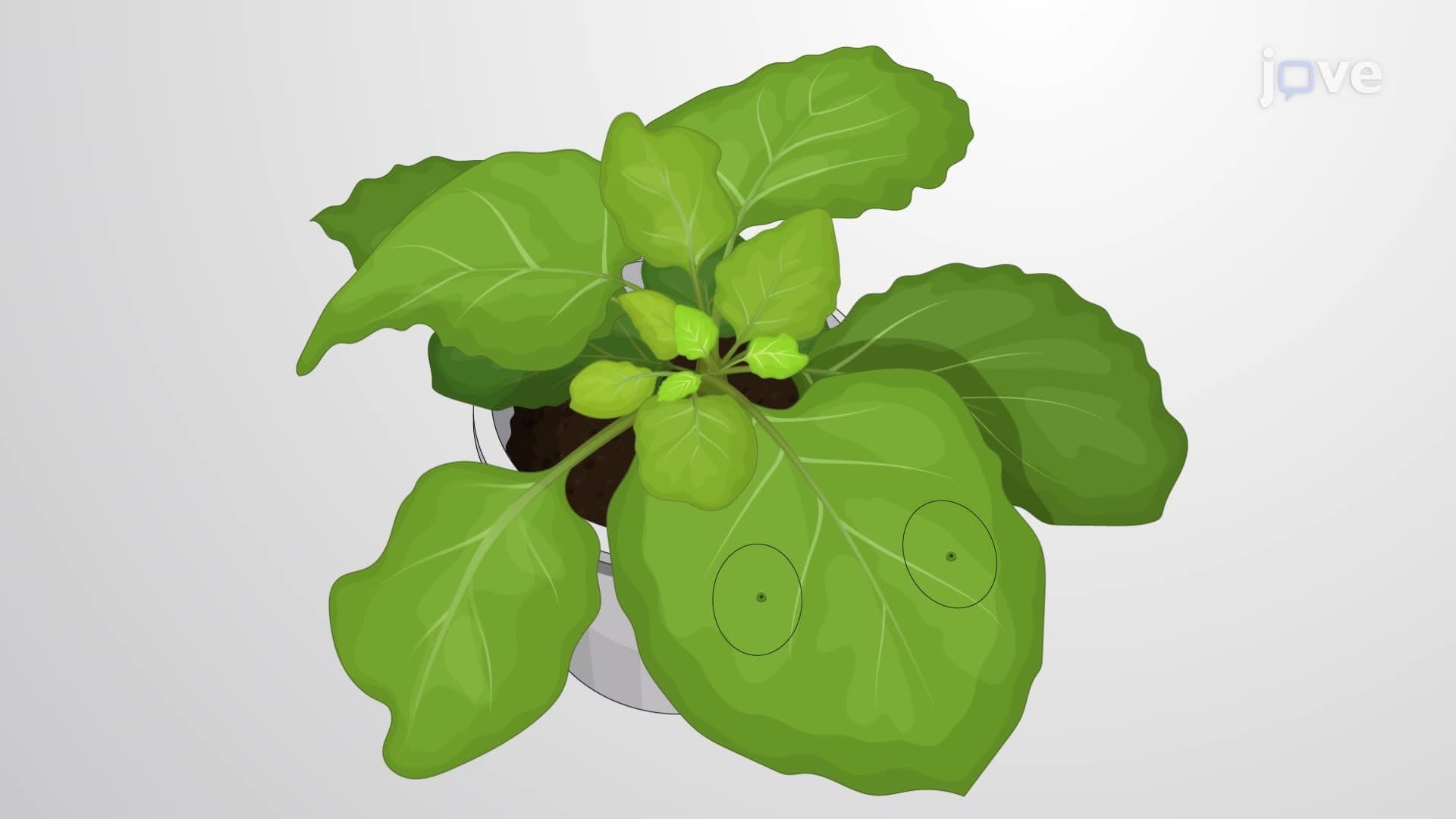 Monitoring Bacterial Infection and Effector Protein Delivery in Plant Cells