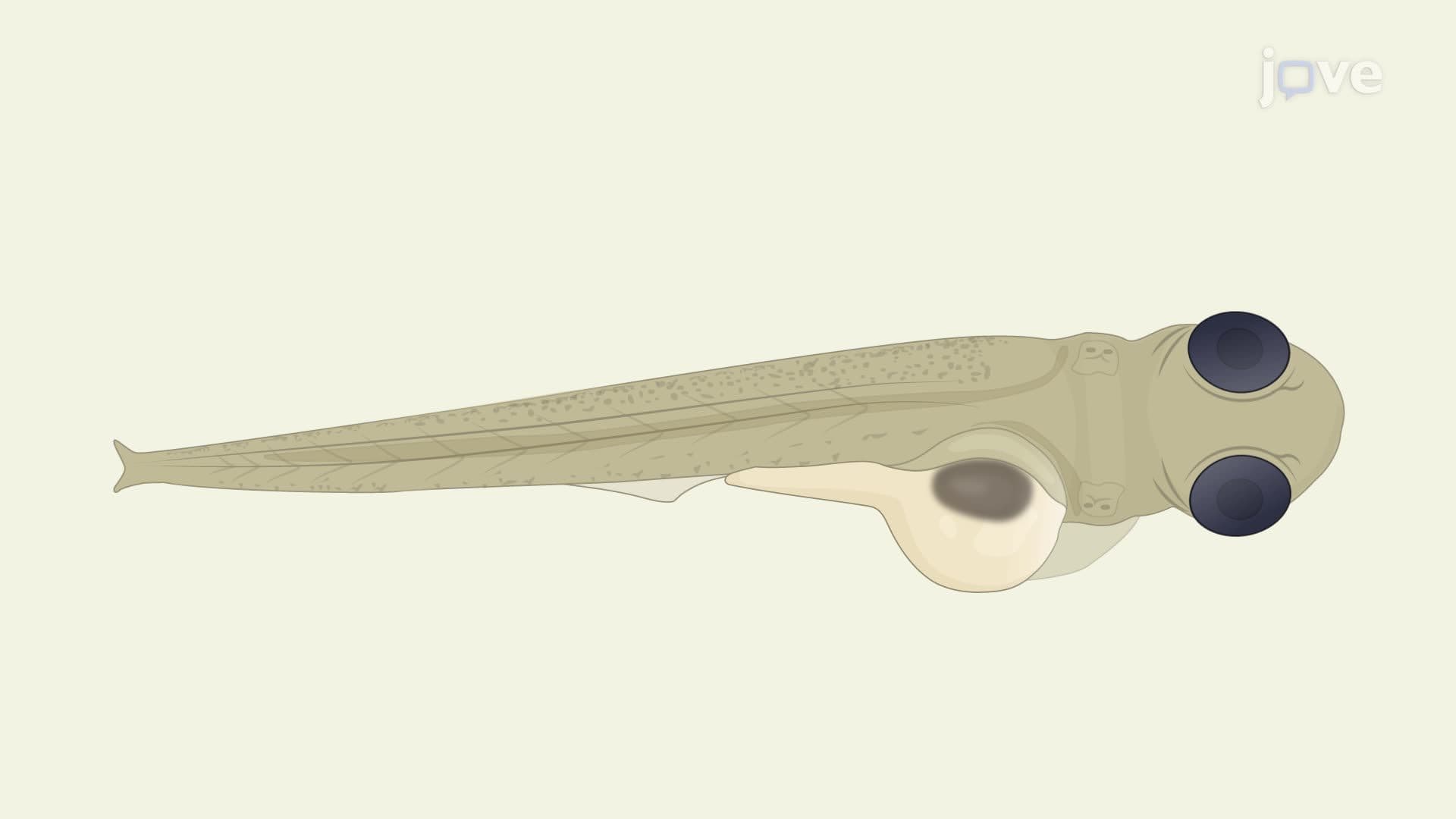 Isolation and Culture of Clostridioides difficile Bacteria from Larval Zebrafish Intestine