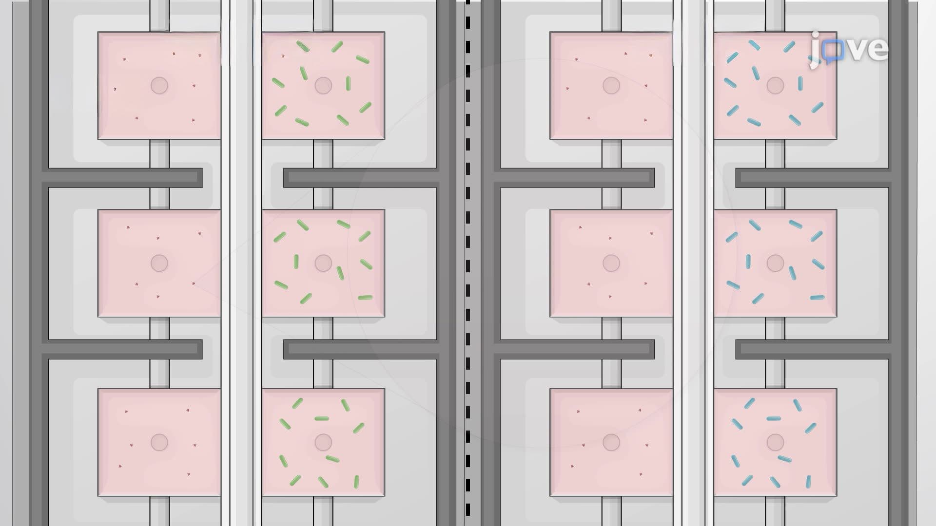 Bacterial Growth on a Microfluidic Chip to Study Antibiotic Drug Resistance