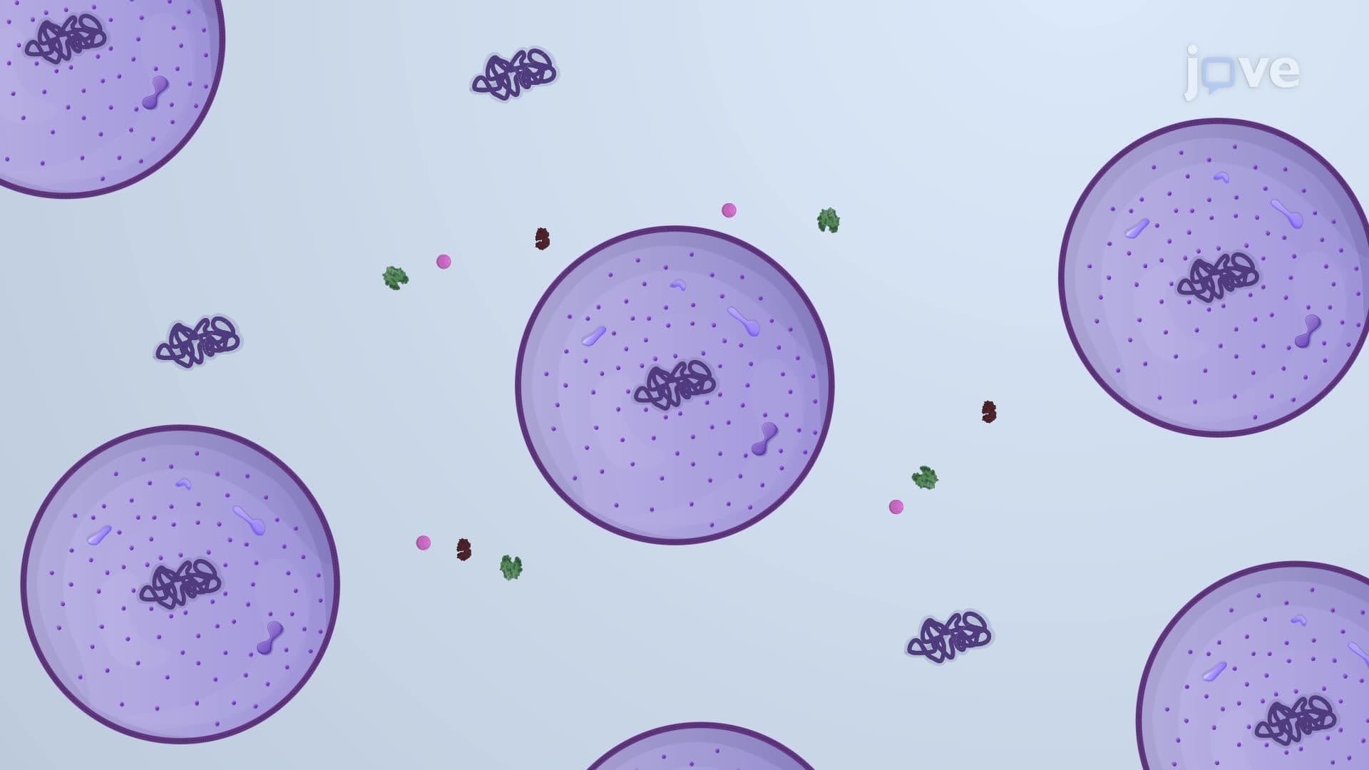 Preparation of E. coli Spheroplasts