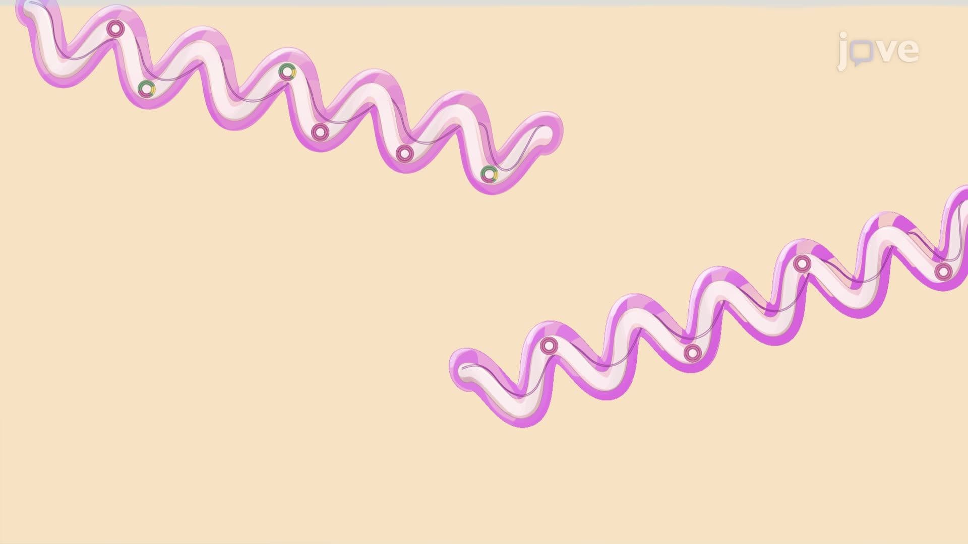 Preparation and Induction of Borrelia burgdorferi Cultures for Viral Particle Production