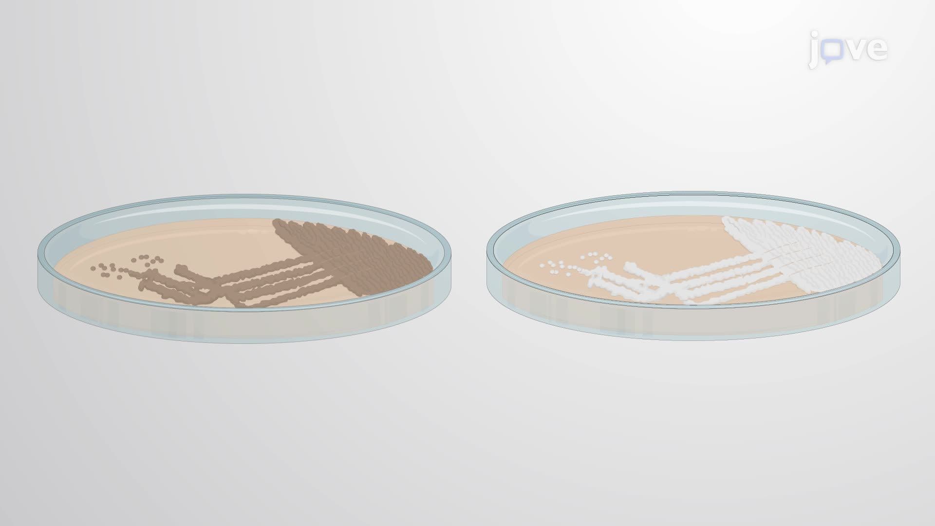 Phase-Contrast Microscopy for Evaluating Developmental Mutants in Streptomyces