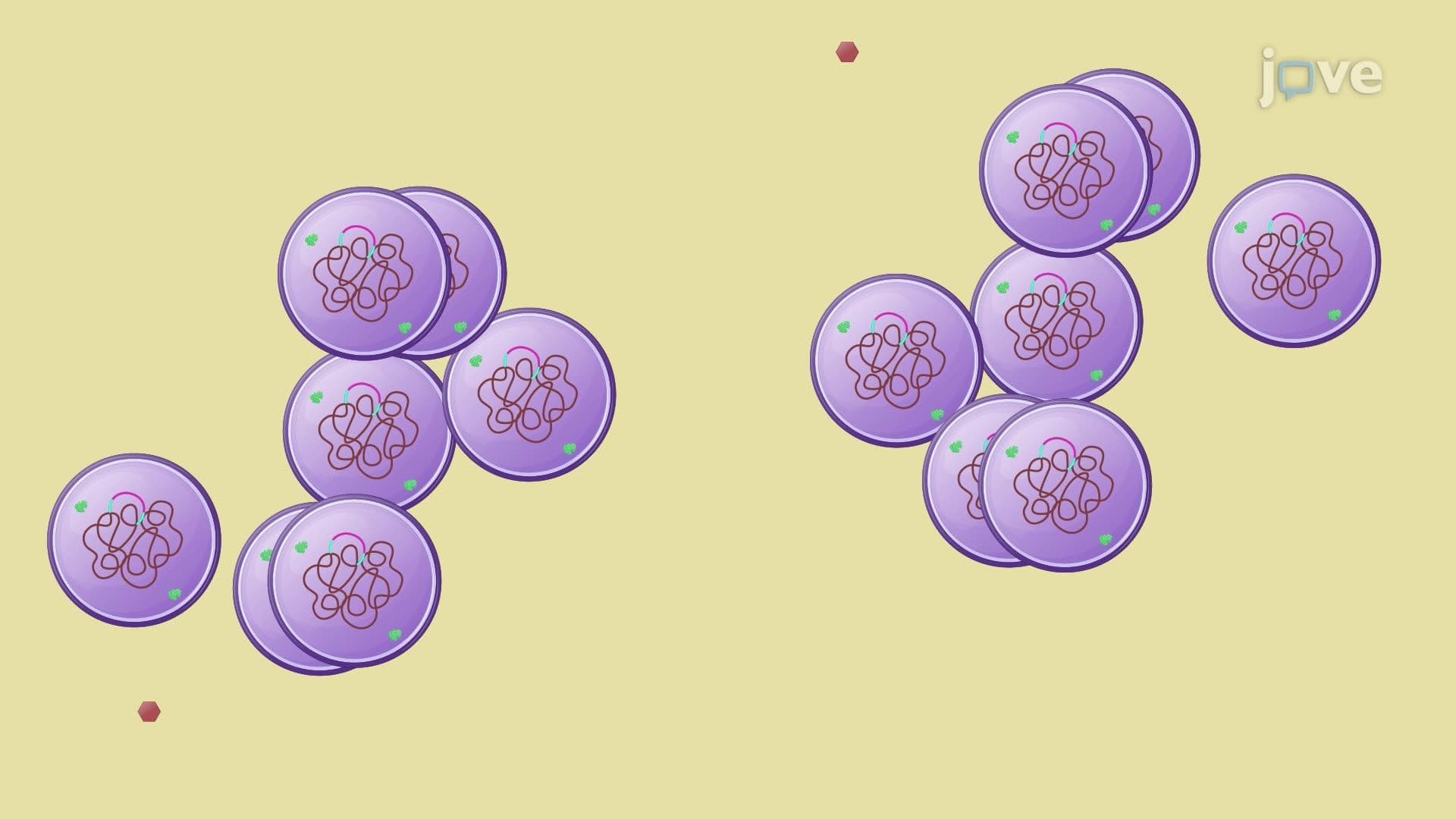 Competence-Induced DNA Uptake in Staphylococcus aureus