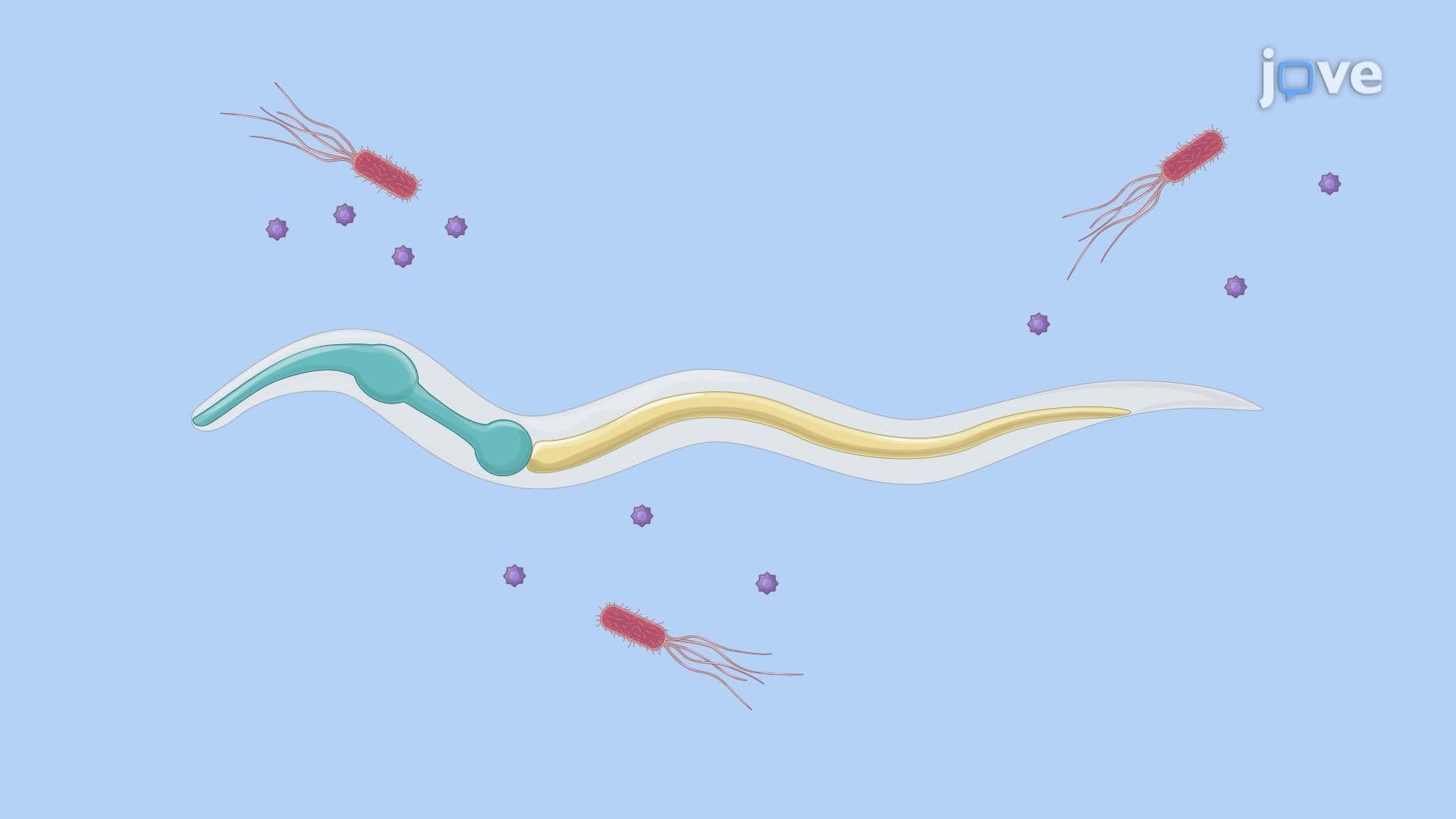 Assessing Pathogenic Bacteria–Induced Mortality in C. elegans Larvae