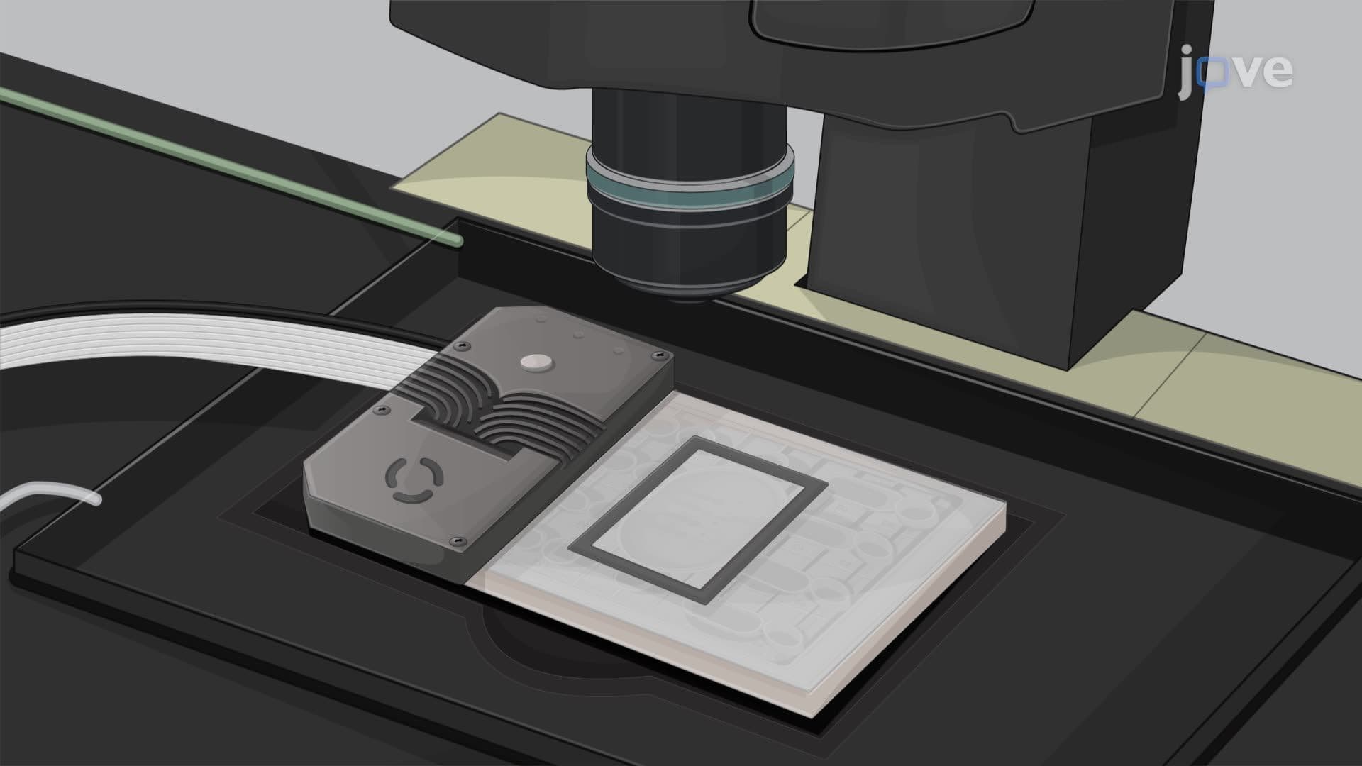 Microscopic Analysis of Bacterial Growth Under Stress Using Microfluidic Chambers