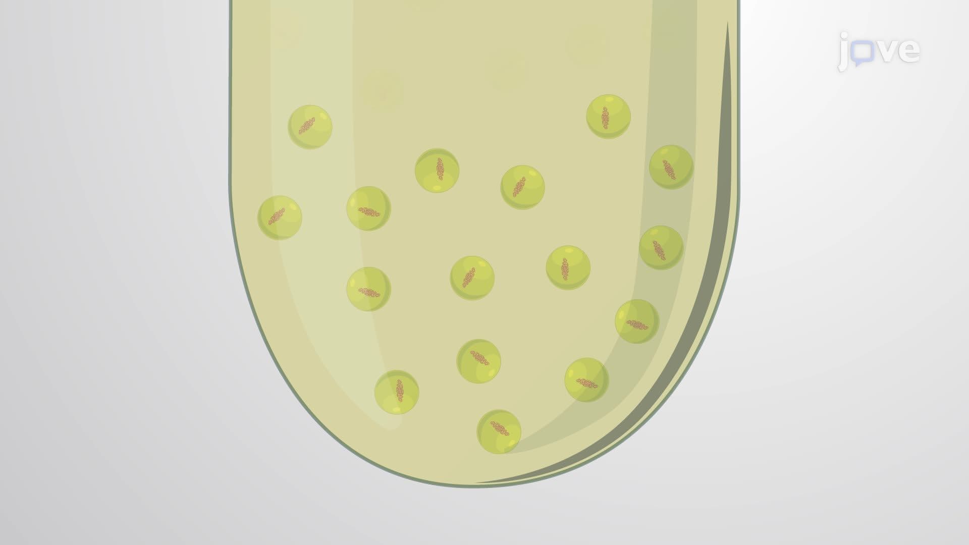 Inactivation of Bacteria Using Light-Activated Flavin Mononucleotide