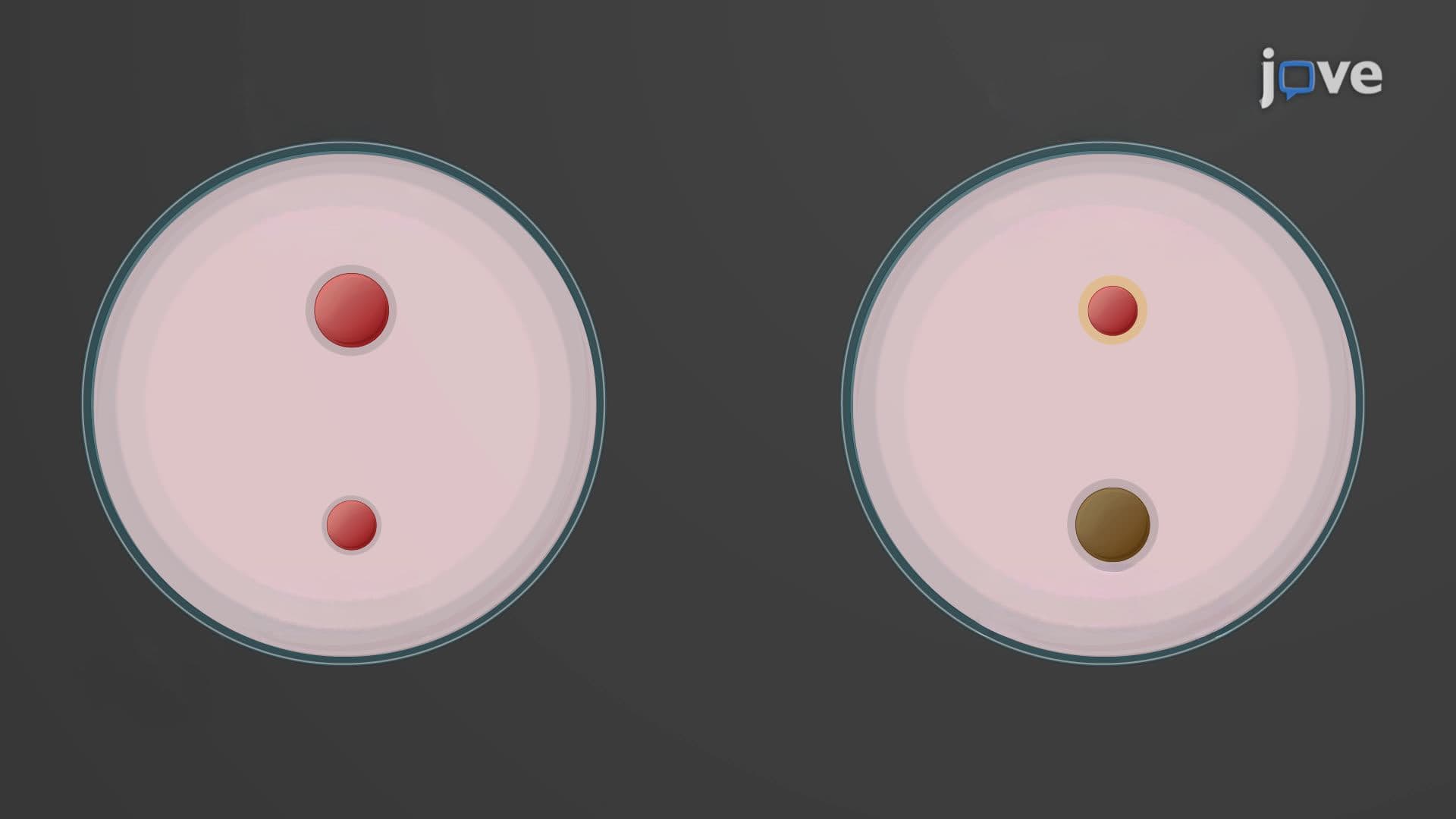 Improved Differential Isolation of Yersinia Species Using a Modified Cefsulodin-Irgasan-Novobiocin Agar