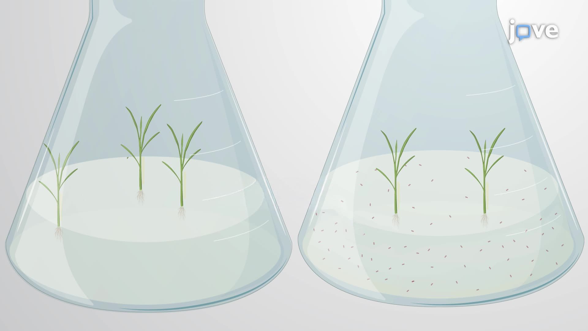 Root-Mediated Endophytic Colonization of Beneficial Bacteria in Rice