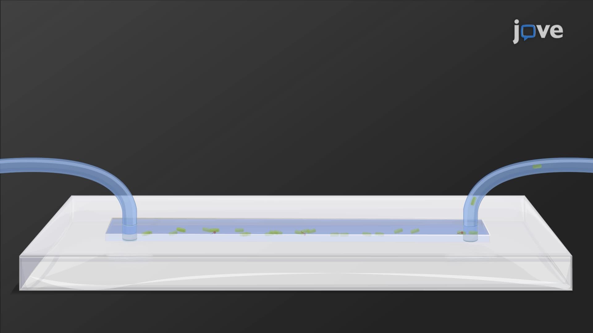 Microfluidic Patterning and Fluorescence-Based Tracking of Single-Cell Bacterial Growth