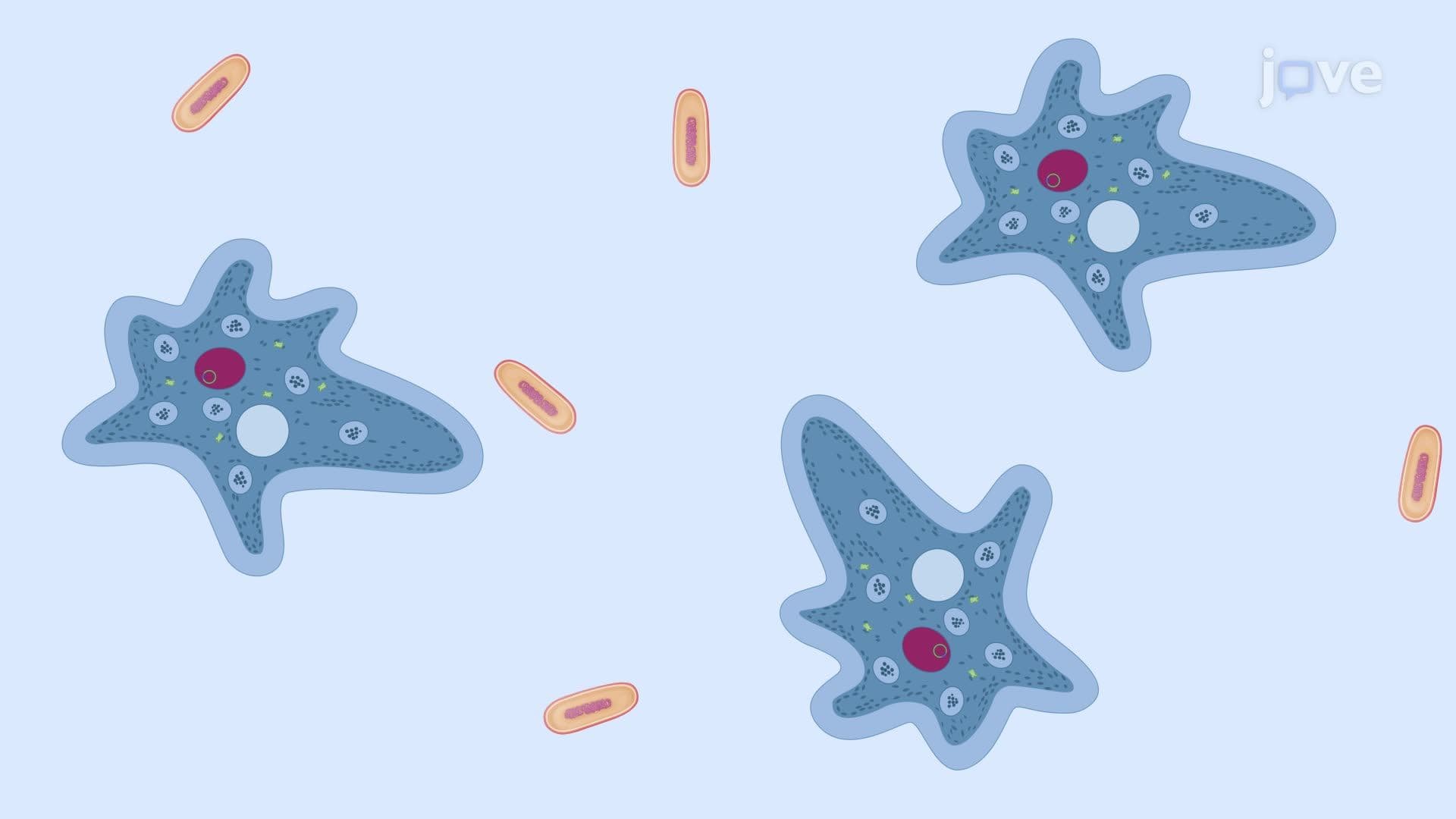 Transfection of Wild-Type Amoeba via Electroporation with Bacterial Feeding Support