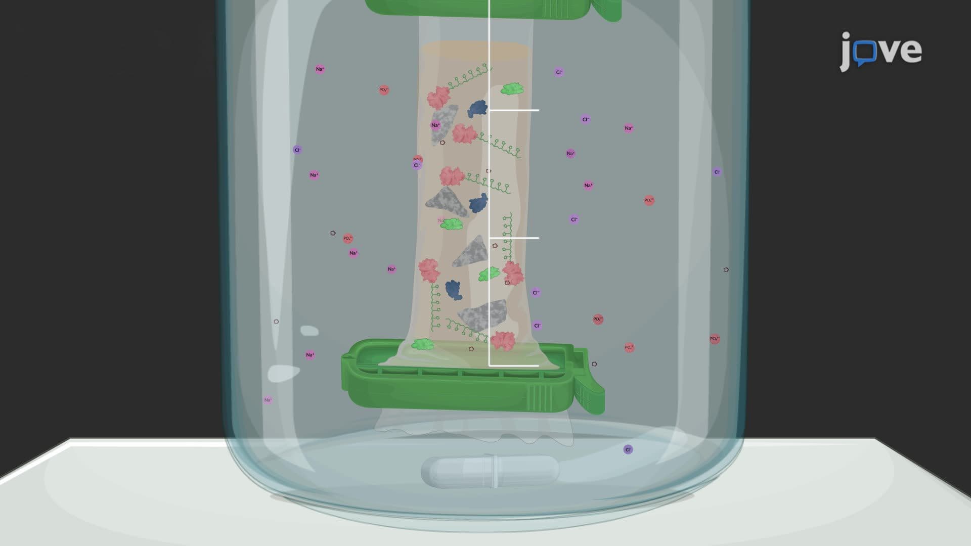 A Procedure for the Purification of a Polyhistidine-Tagged Protein from Streptococcus mutans