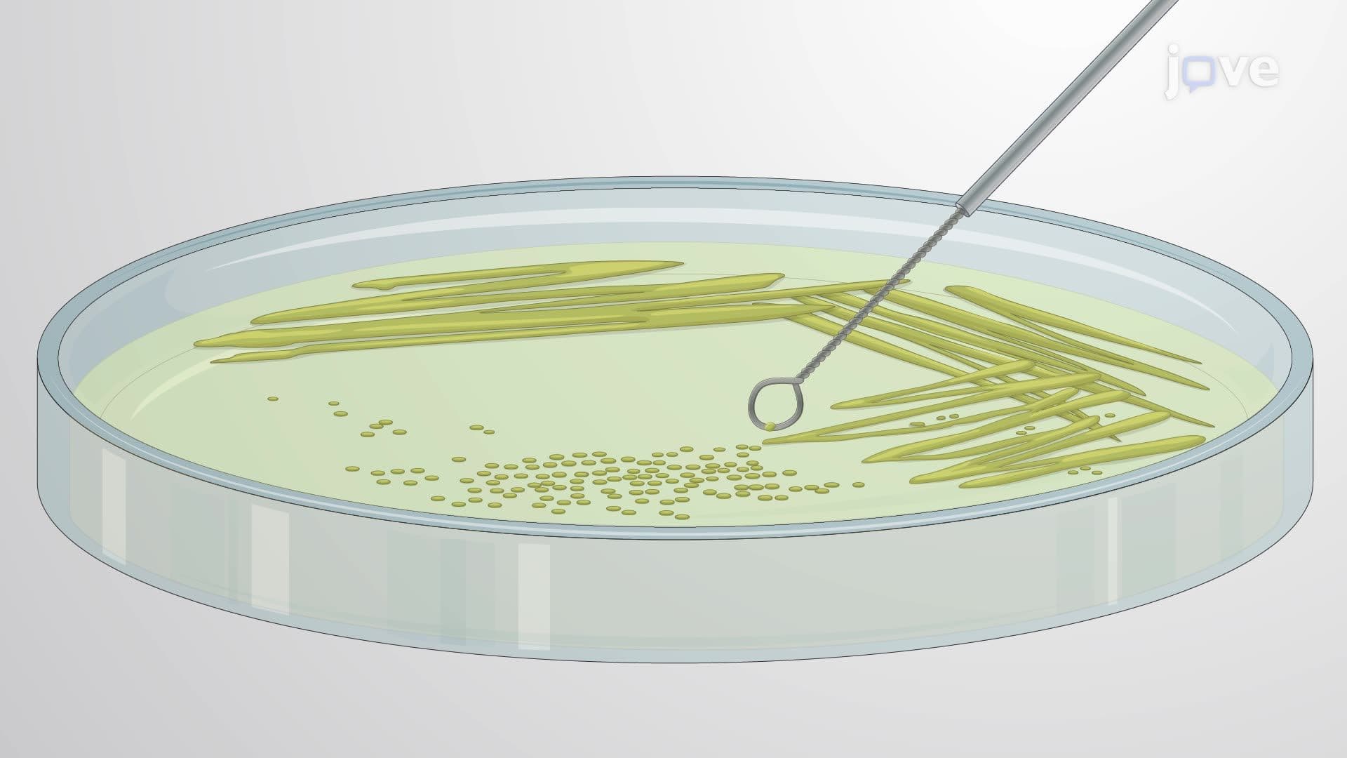 Preparation of Salmonella typhimurium Culture