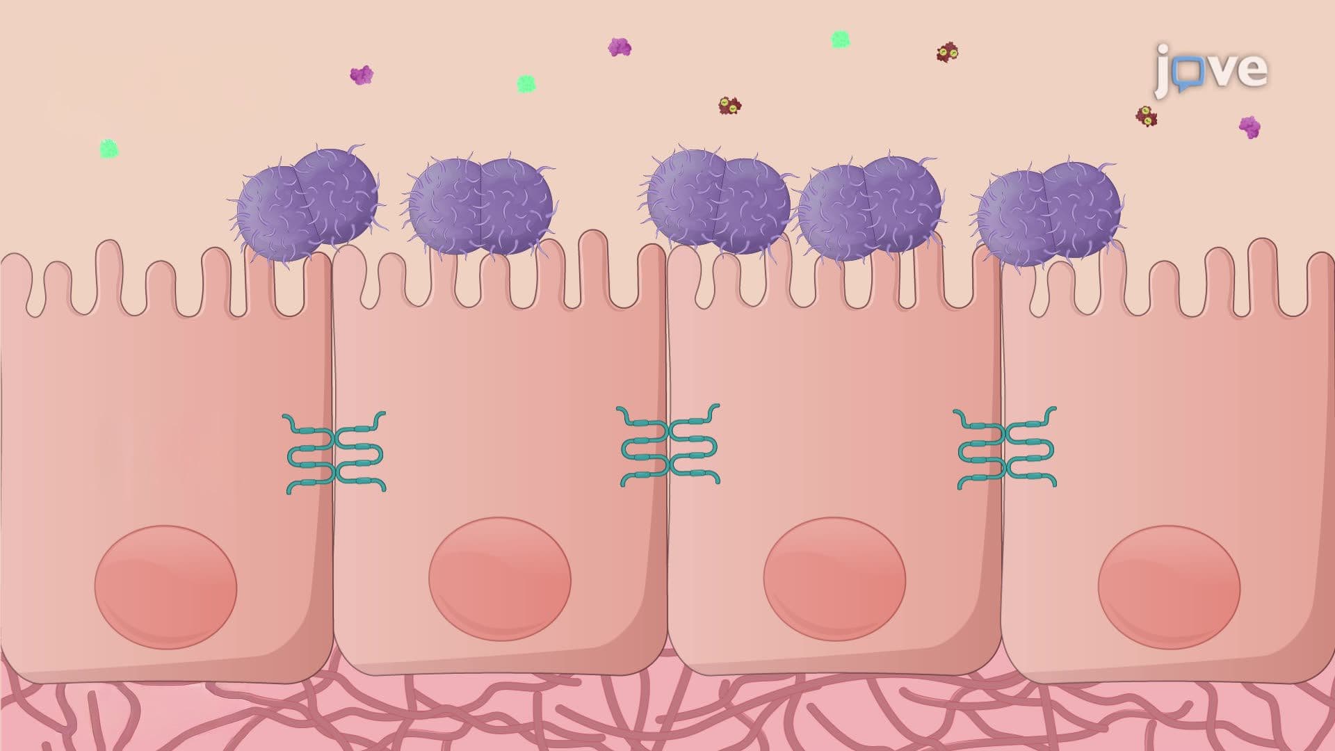 Culturing Neisseria gonorrhoeae in Metal-Depleted Conditions