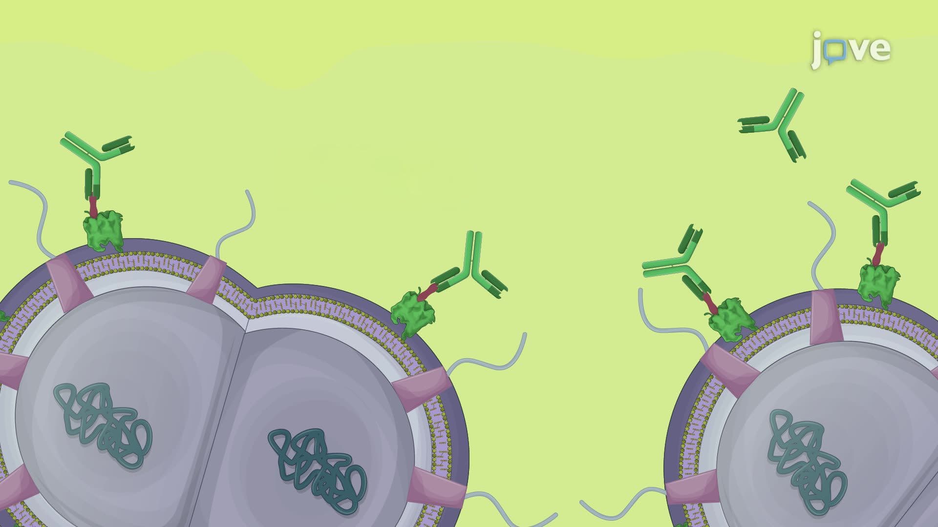 Detection of the Surface Metal Transporters in Neisseria gonorrhoeae Using Dot Blot