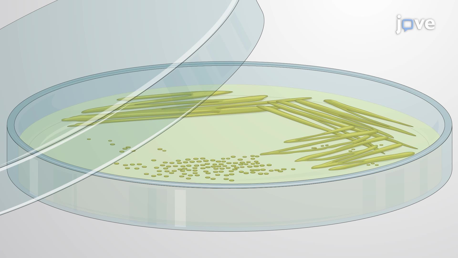 Preparation of Streptococcus mitis Culture for Host-Pathogen Interaction Studies