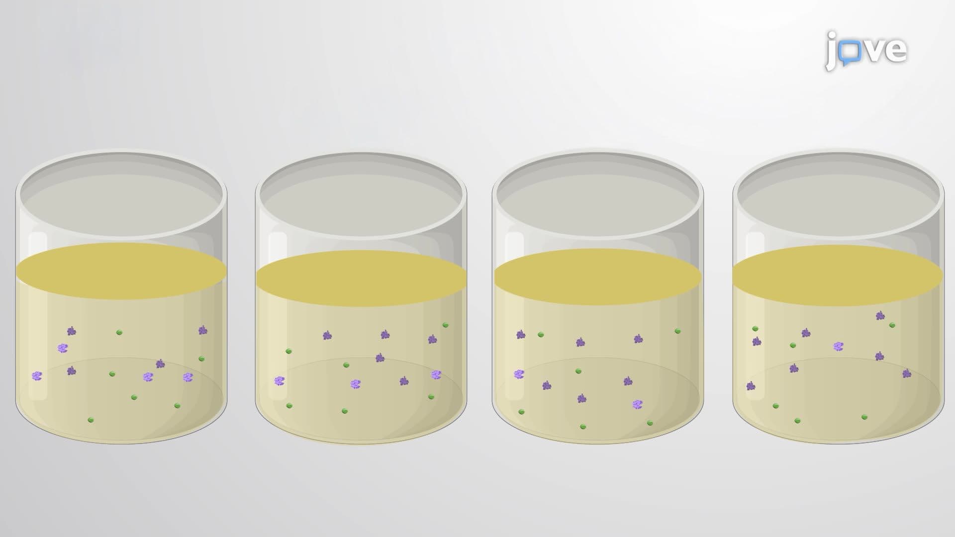 Measuring Mycobacterium smegmatis Mistranslation Rates Using a GFP/Luciferase Reporter System