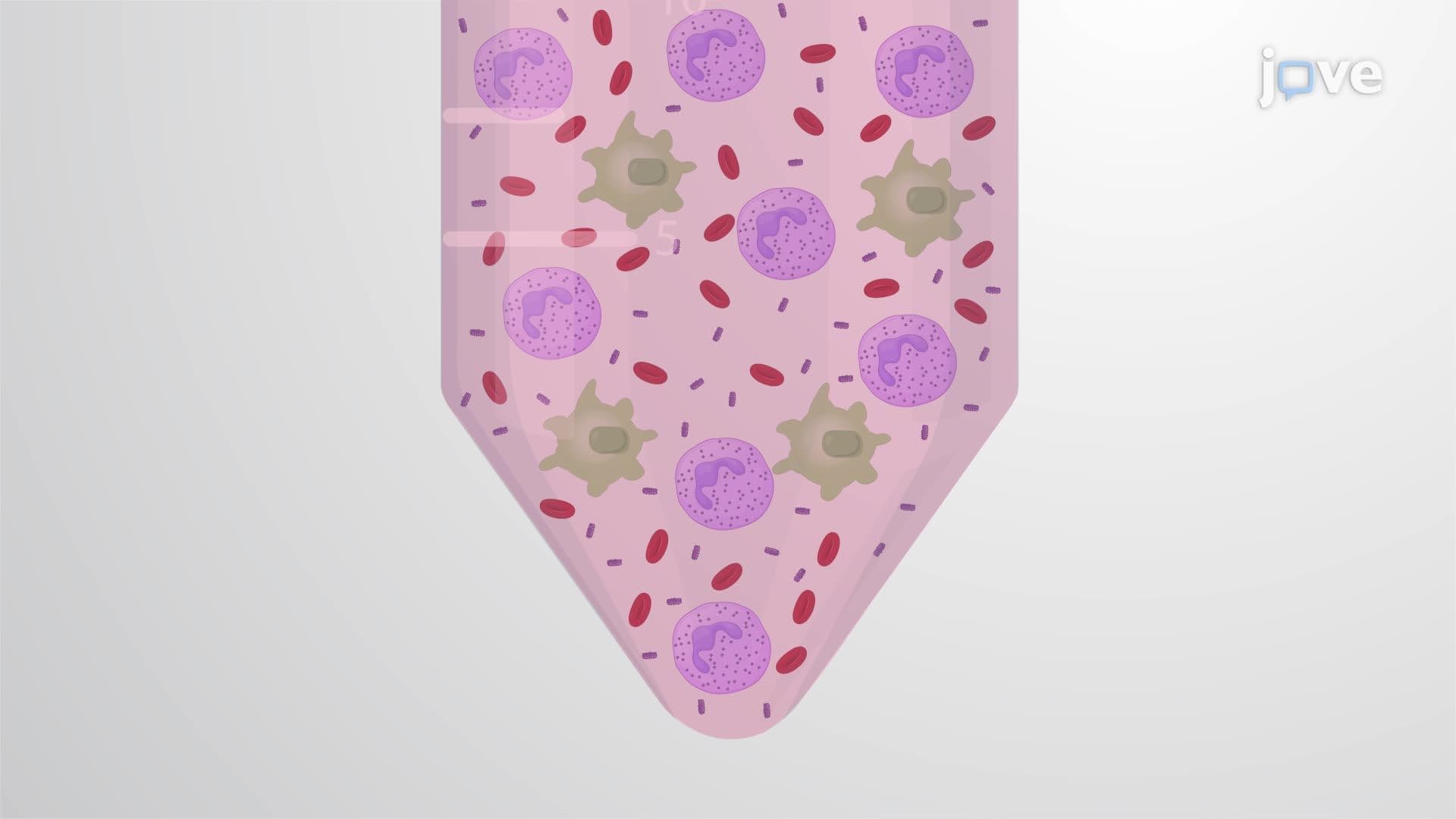 Bronchoalveolar Lavage Fluid Collection from a Mouse Model Infected with Non-typeable Haemophilus influenzae