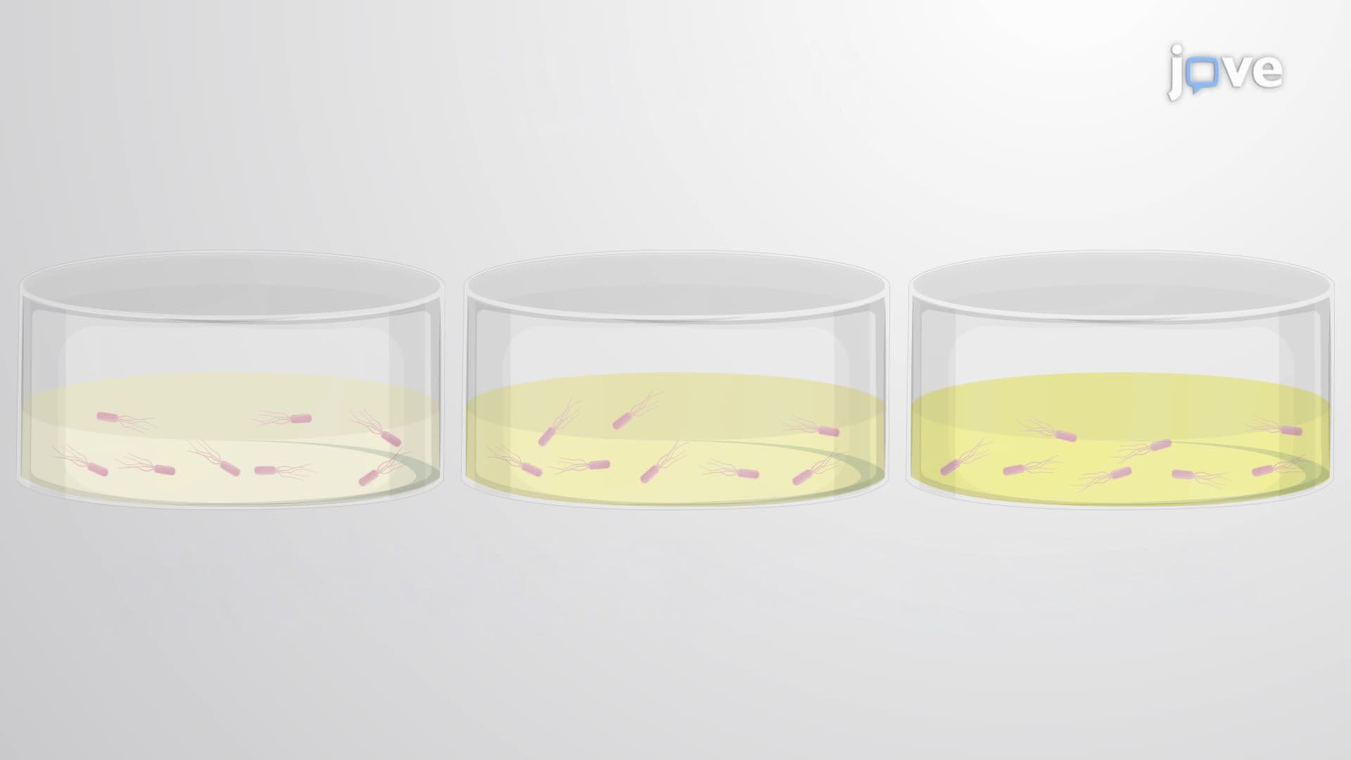 Evaluating Mutation Frequency in Bacteria Using the Beta-Glucosidase Assay